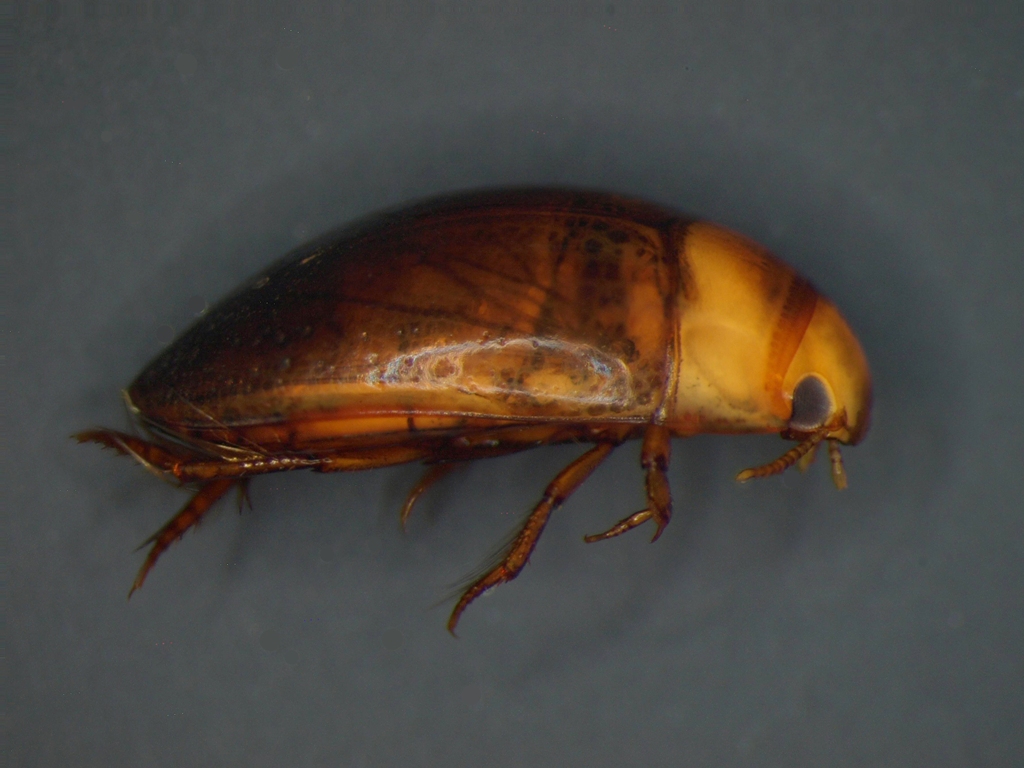 Noterus clavicornis